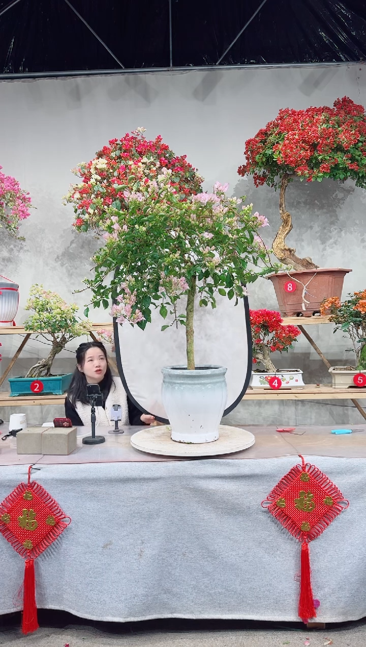 【闪购商品】盆景丽娜