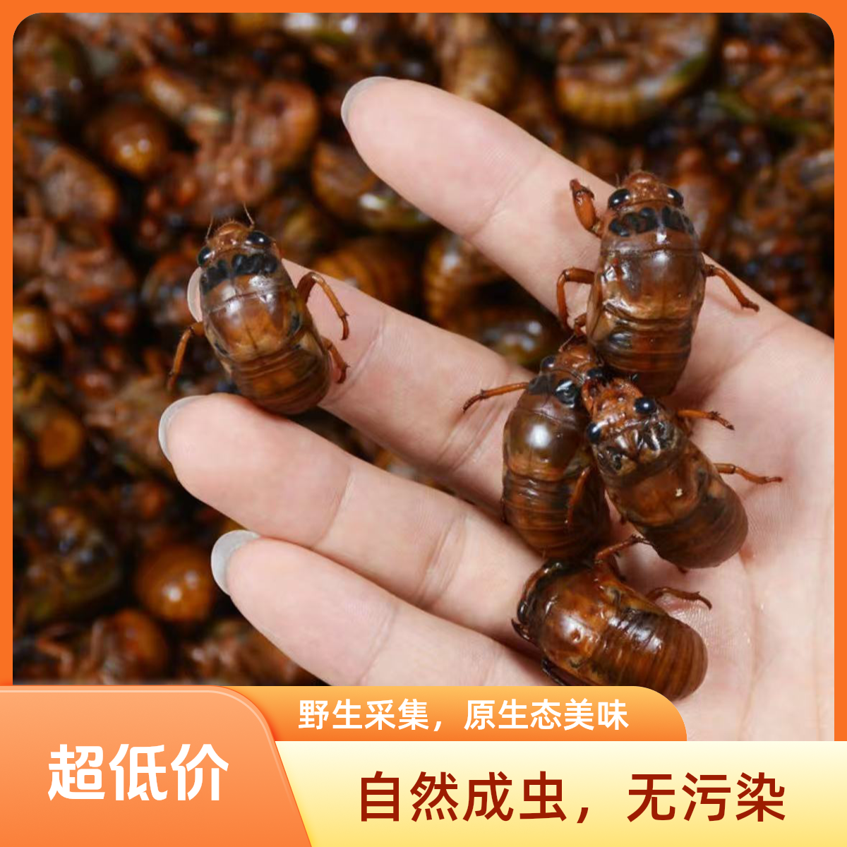 山东特产速冻新鲜真货金蝉真的知了猴中蝉可烧烤包邮油炸