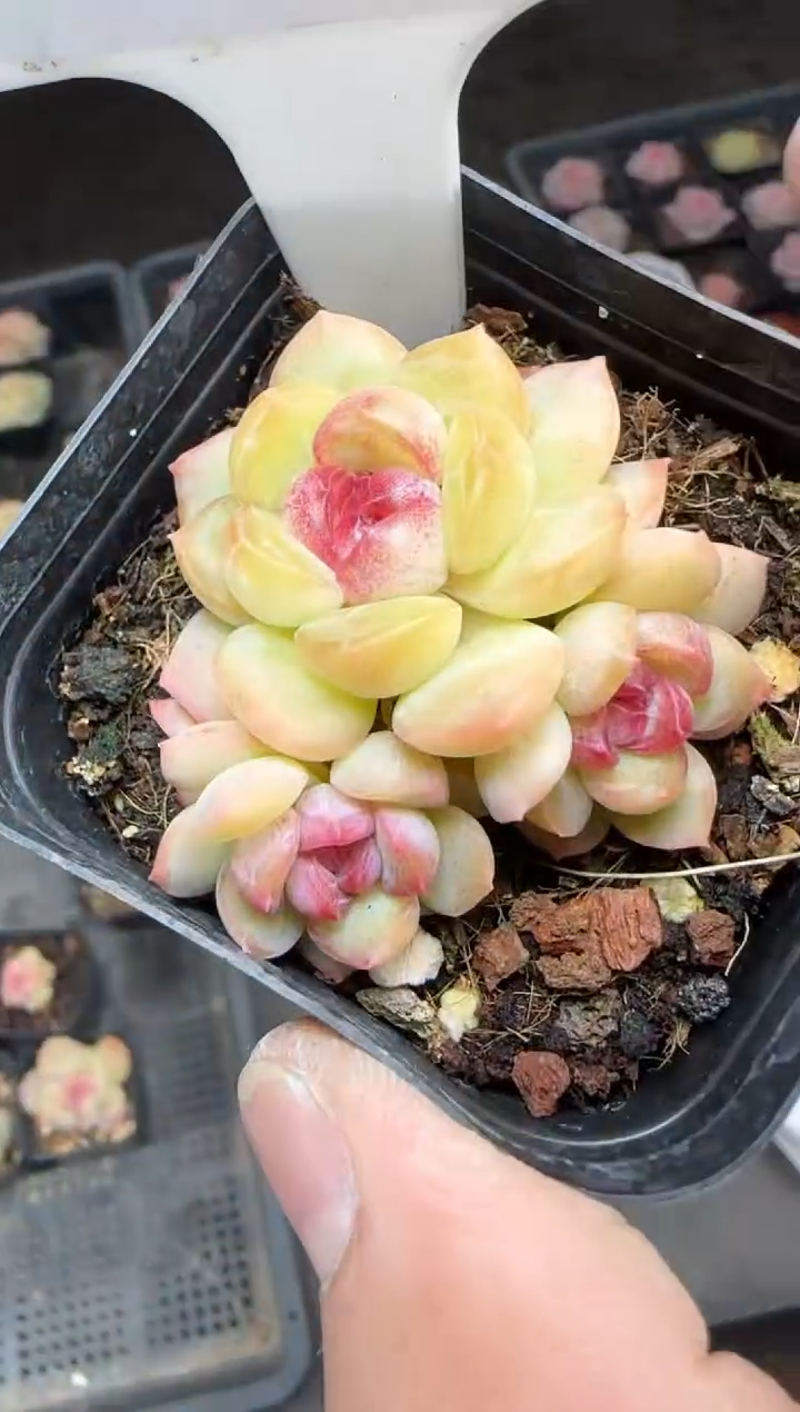 【闪购商品】一物一拍0217—64