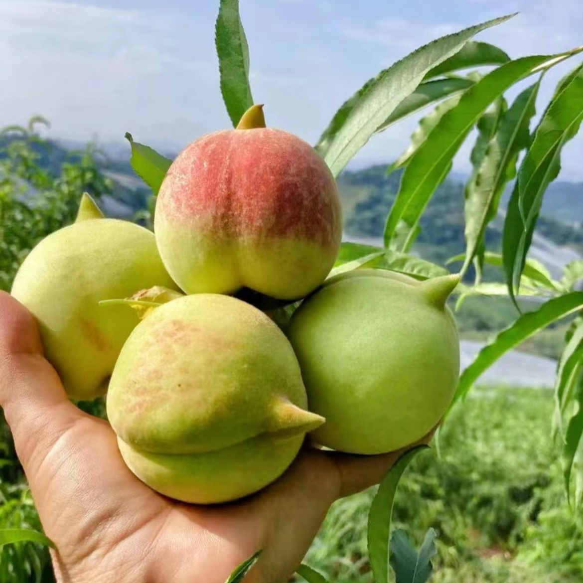 【脆甜】正宗高山鹰嘴桃新鲜现摘当季桃子整箱包邮