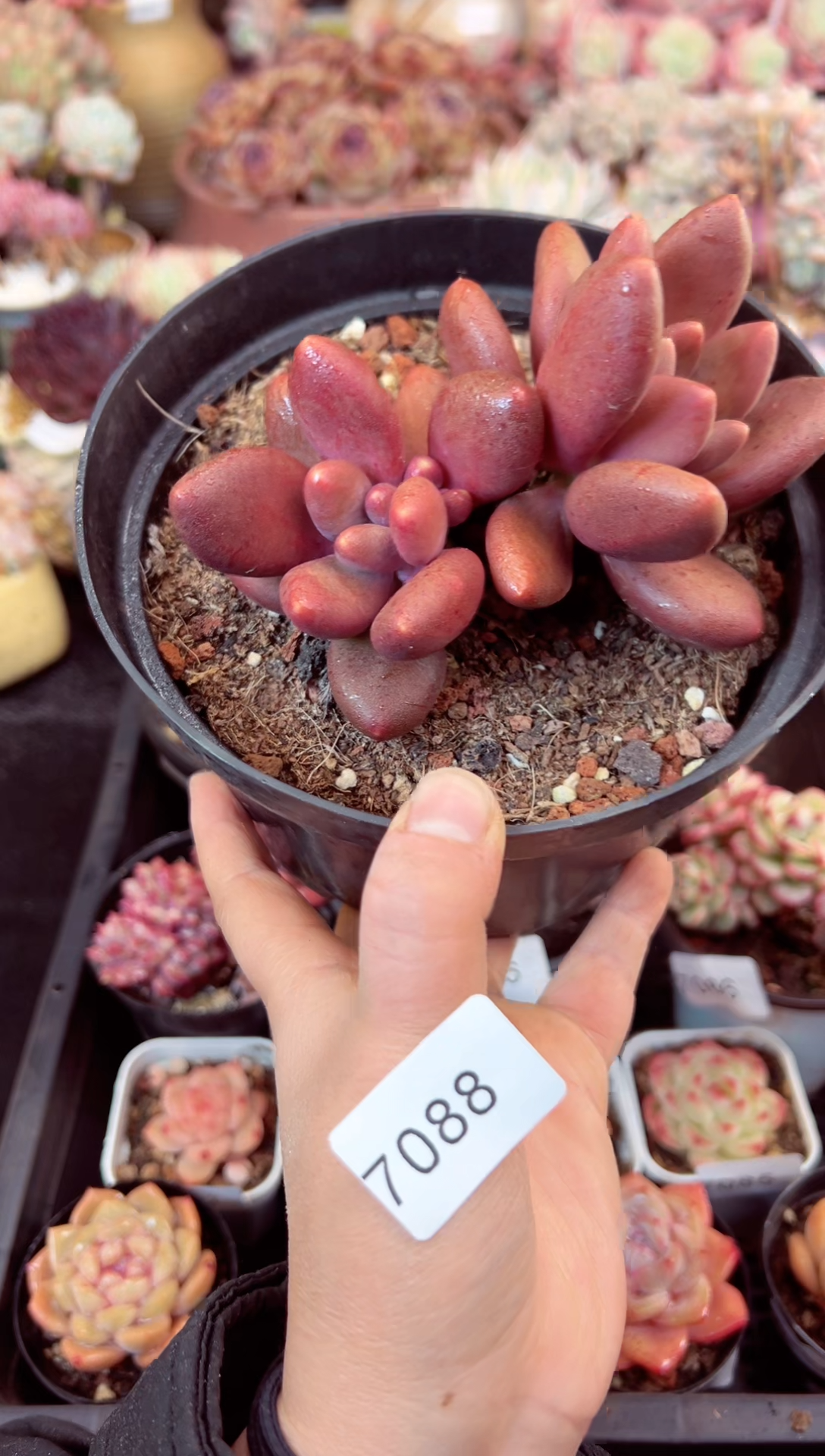 【闪购商品】7088双头芒果奶多肉