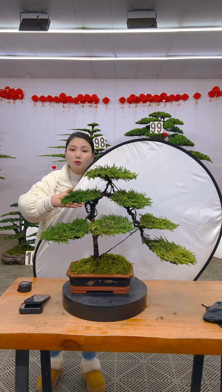 【闪购商品】盆景1