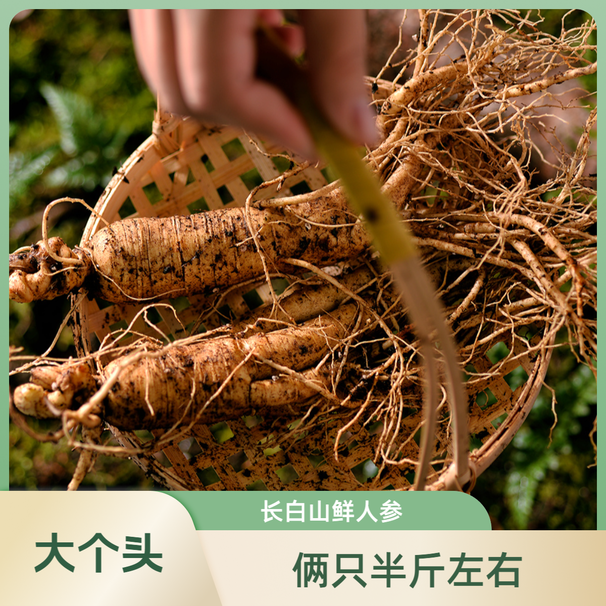 2只240克以上单只120以上大号装人参鲜人参长白山