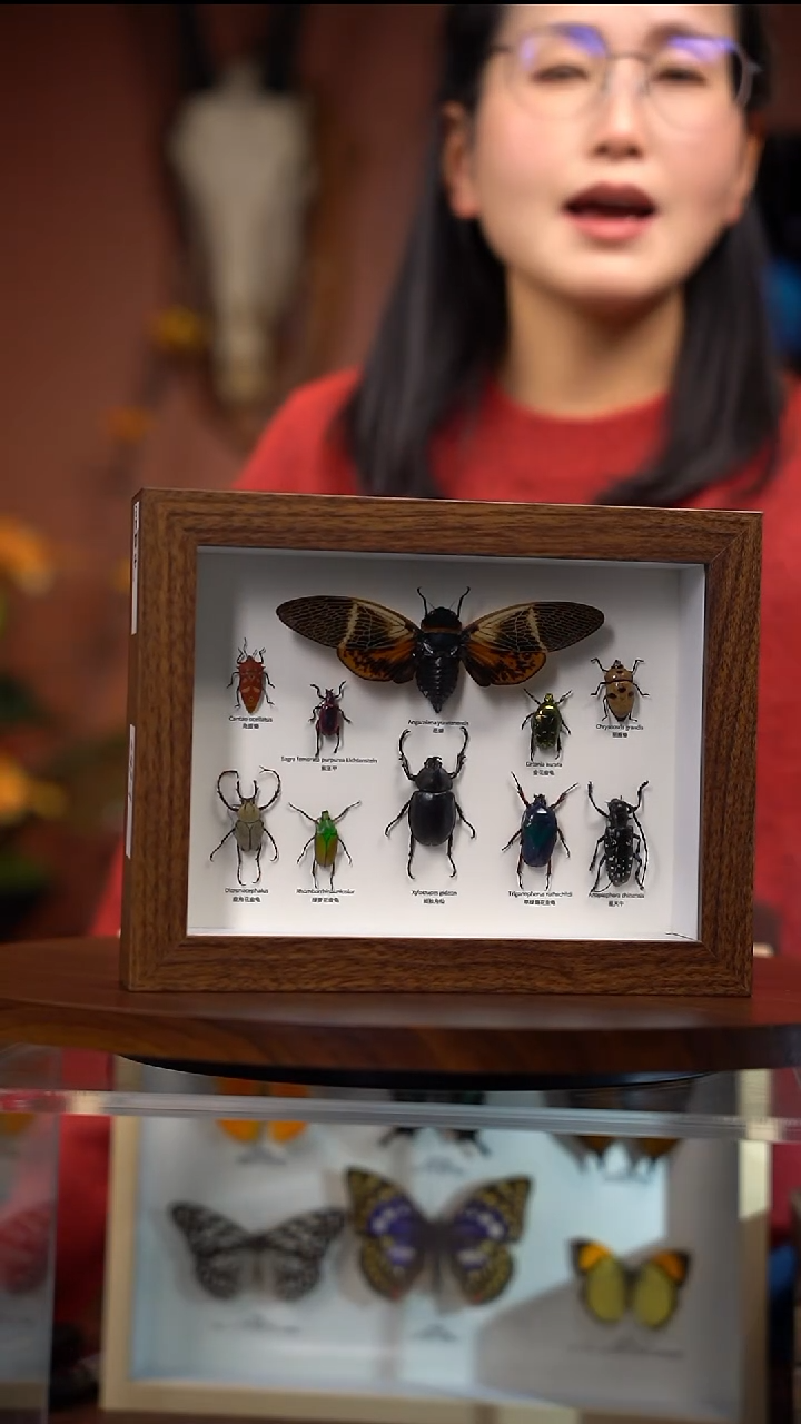 10只昆虫组合   常规