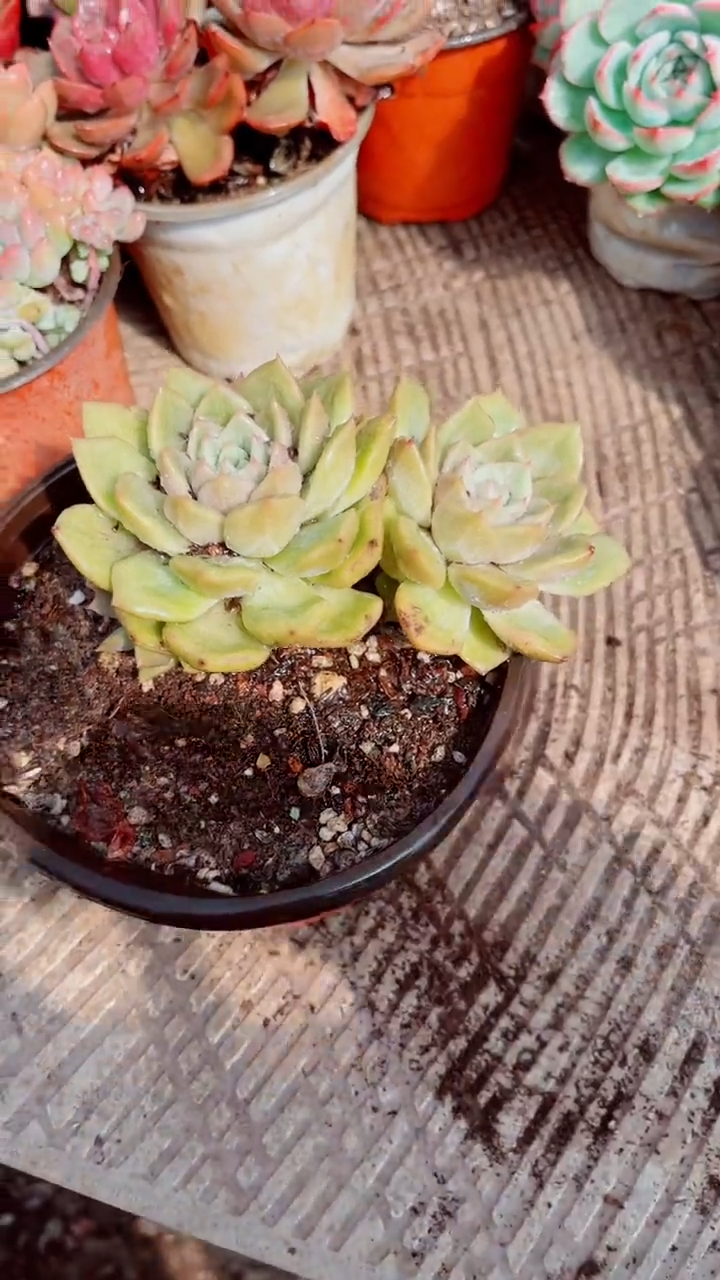 ^****^跃跃精品多肉16047