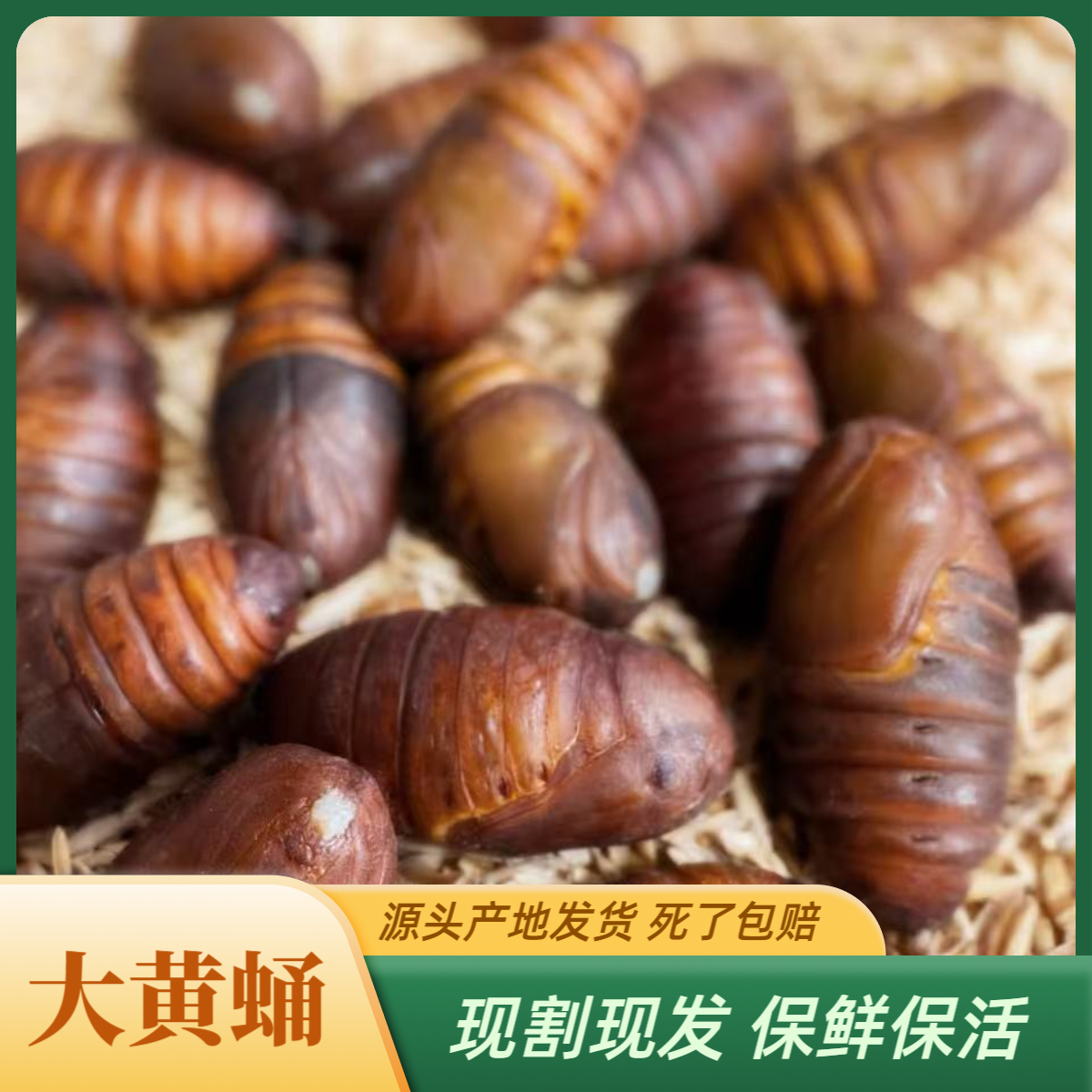 丹东特产柞树大黄蛹高蛋白高营养产地直发保鲜保活京东包邮