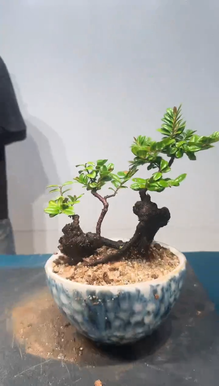 无花朵海岛翠米茶