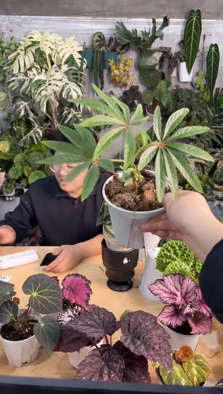 完全开放8522华丽