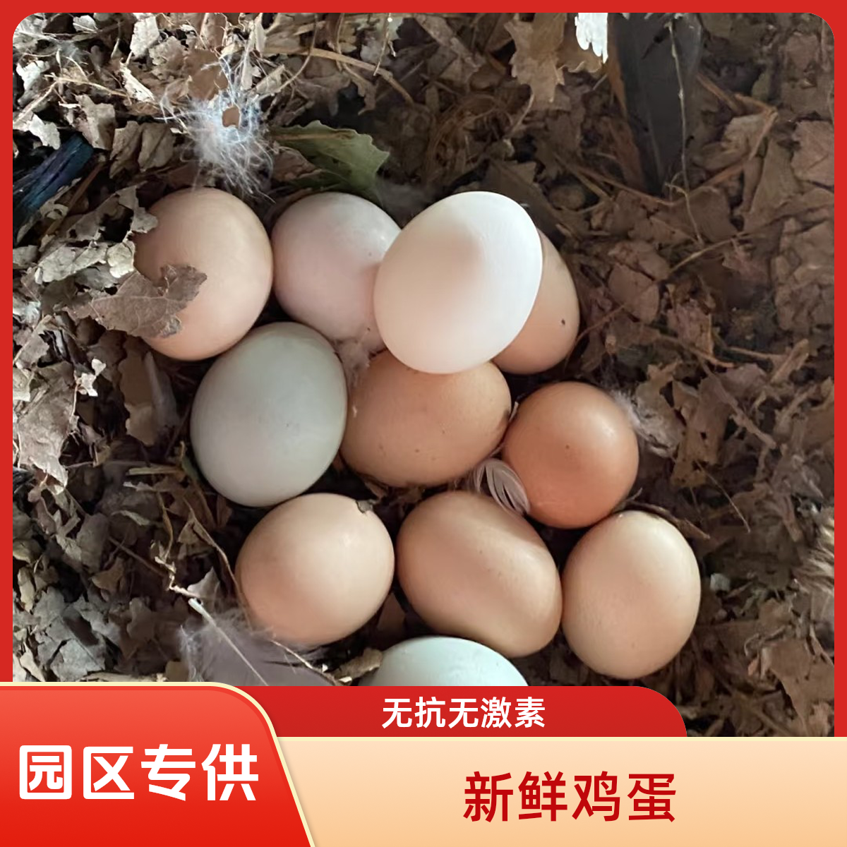 包邮|无抗无激素|鸡蛋30枚