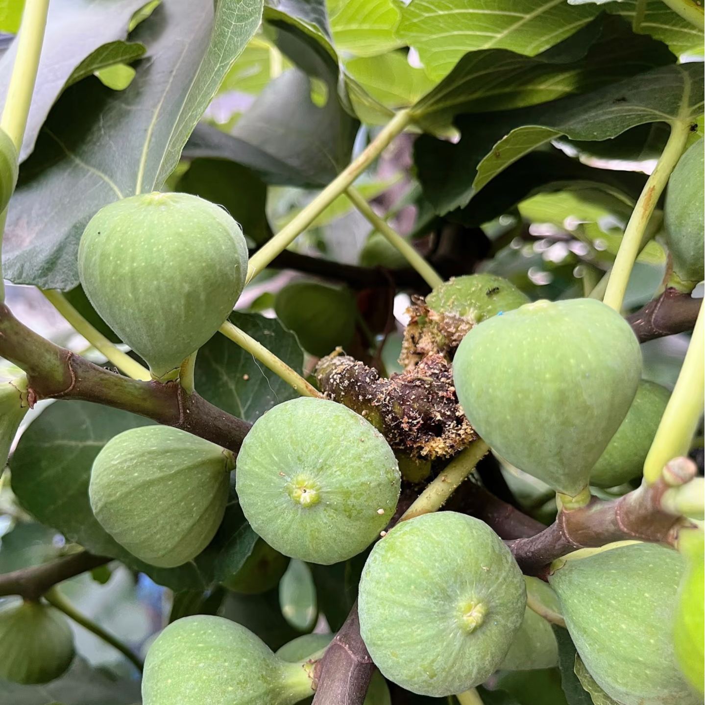 对版多品种无花果苗大果早熟纯甜抗寒耐热波姬红青皮芭劳奈斯特拉