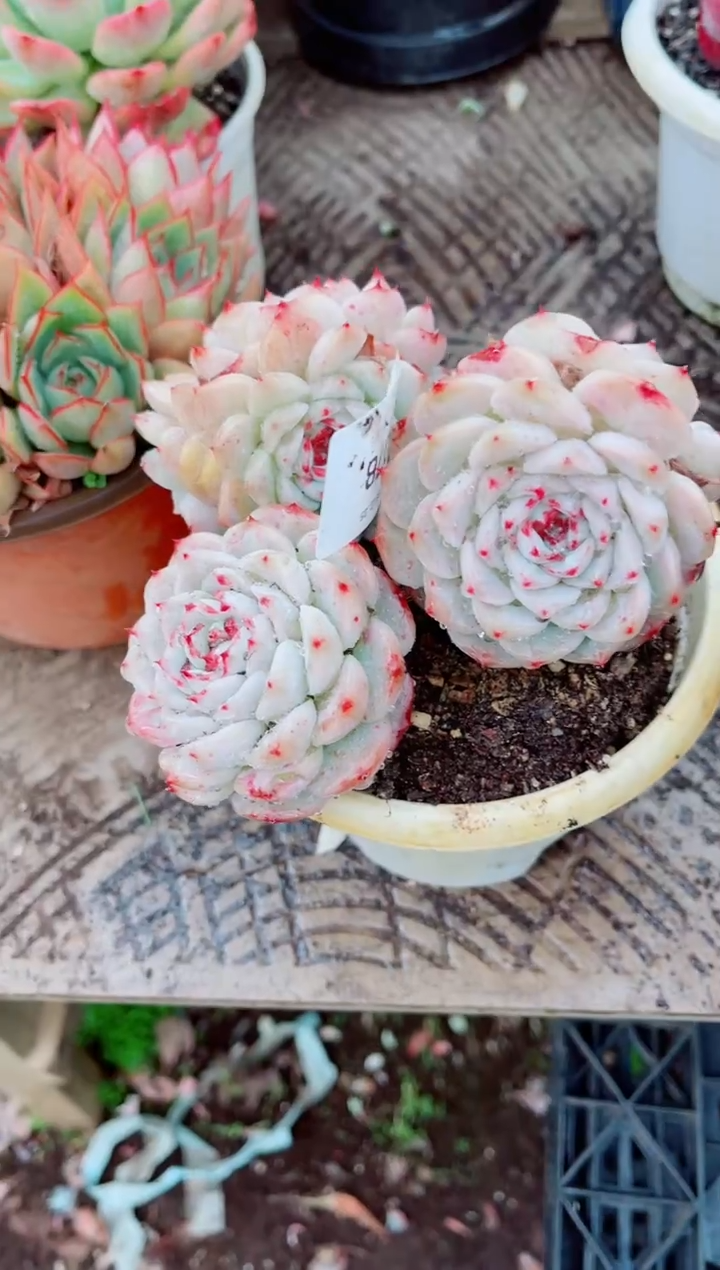 腼***.跃跃精品多肉25078