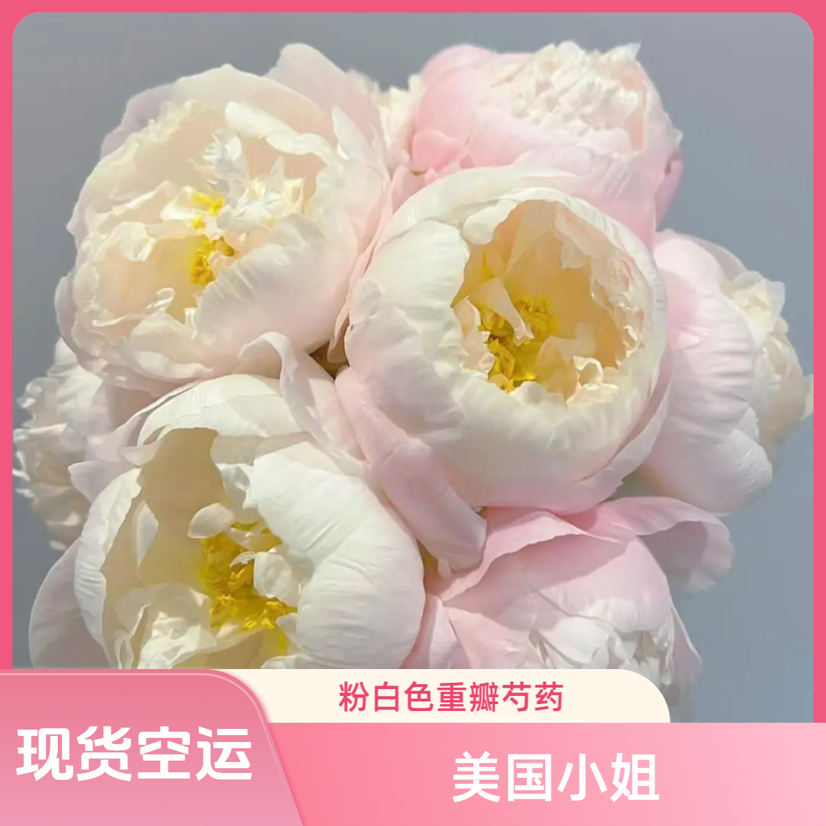 【现货空运】美国小姐重瓣芍药山东菏泽牡丹鲜切花鲜花观赏芍药洛阳