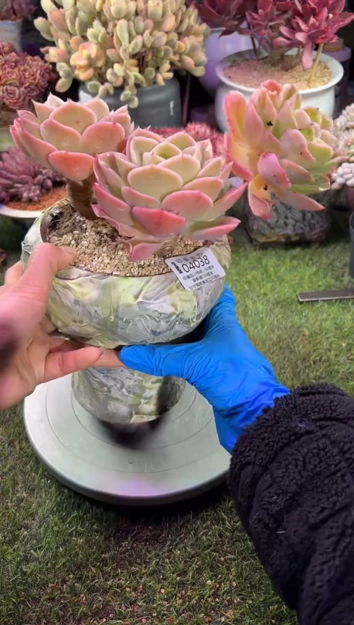 【闪购商品】04038