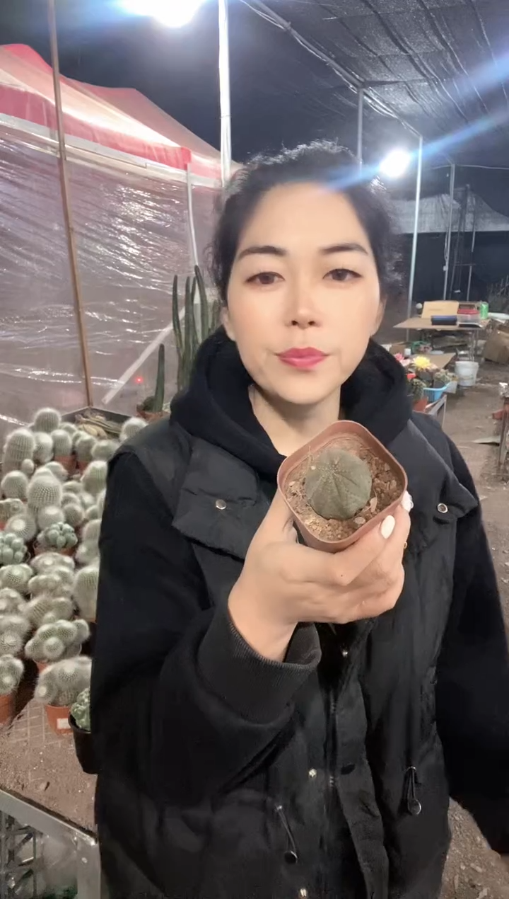 实生欧布仙人球 