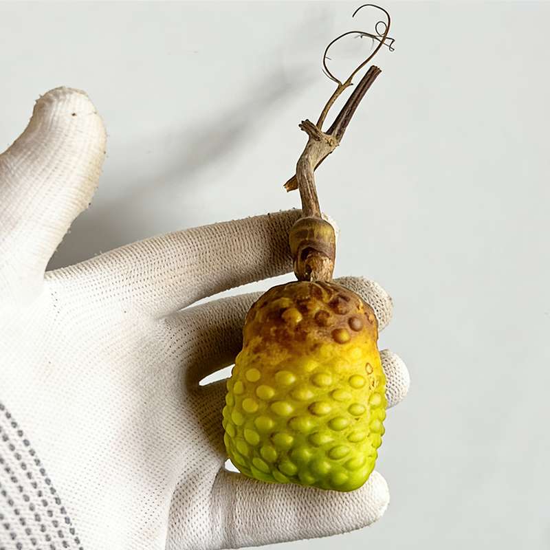 直播间用链接 各类器型花皮小葫芦 不保龙头 （请勿私拍 一物一价）