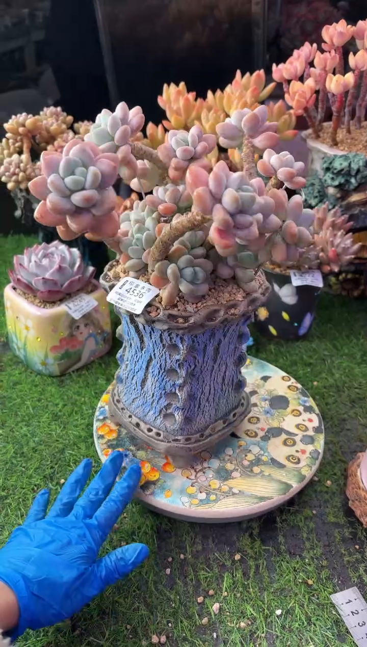 昆明印象多肉4536