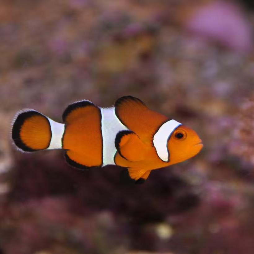 公子小丑海水鱼观赏鱼渔场直发默认顺丰不包邮