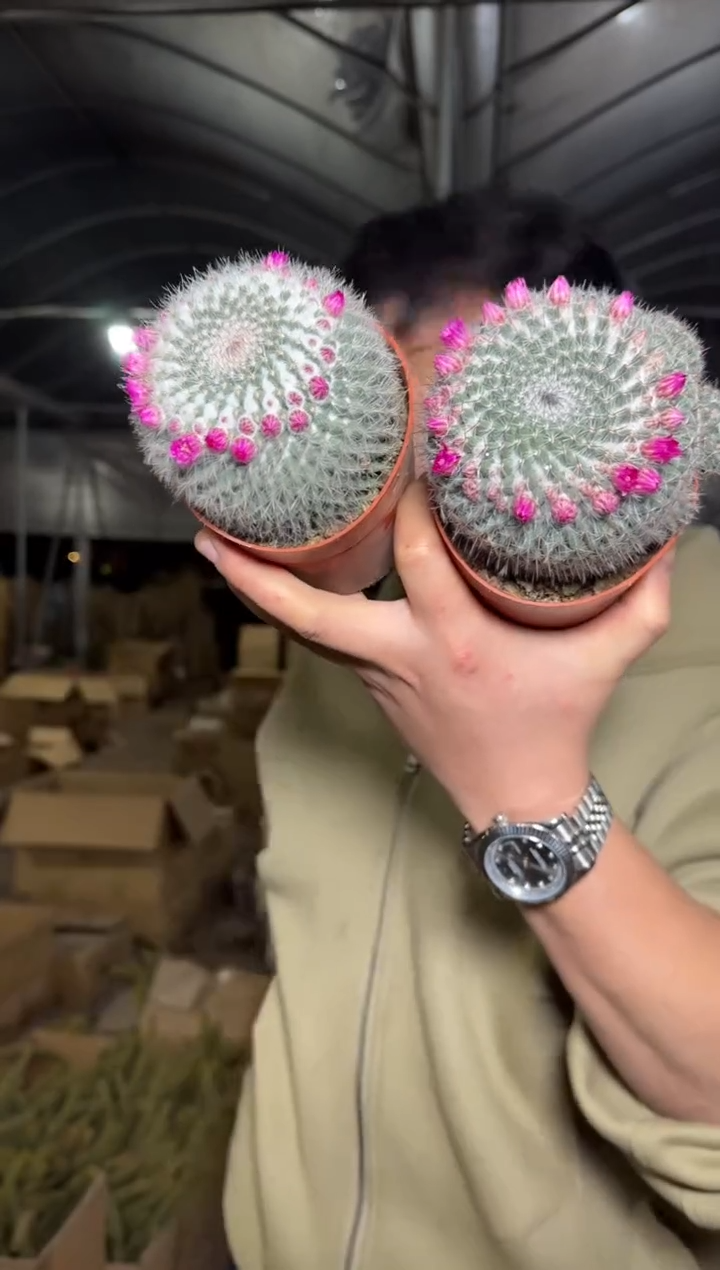 2颗 6-8cm 单头 玉翁【带雪顶】