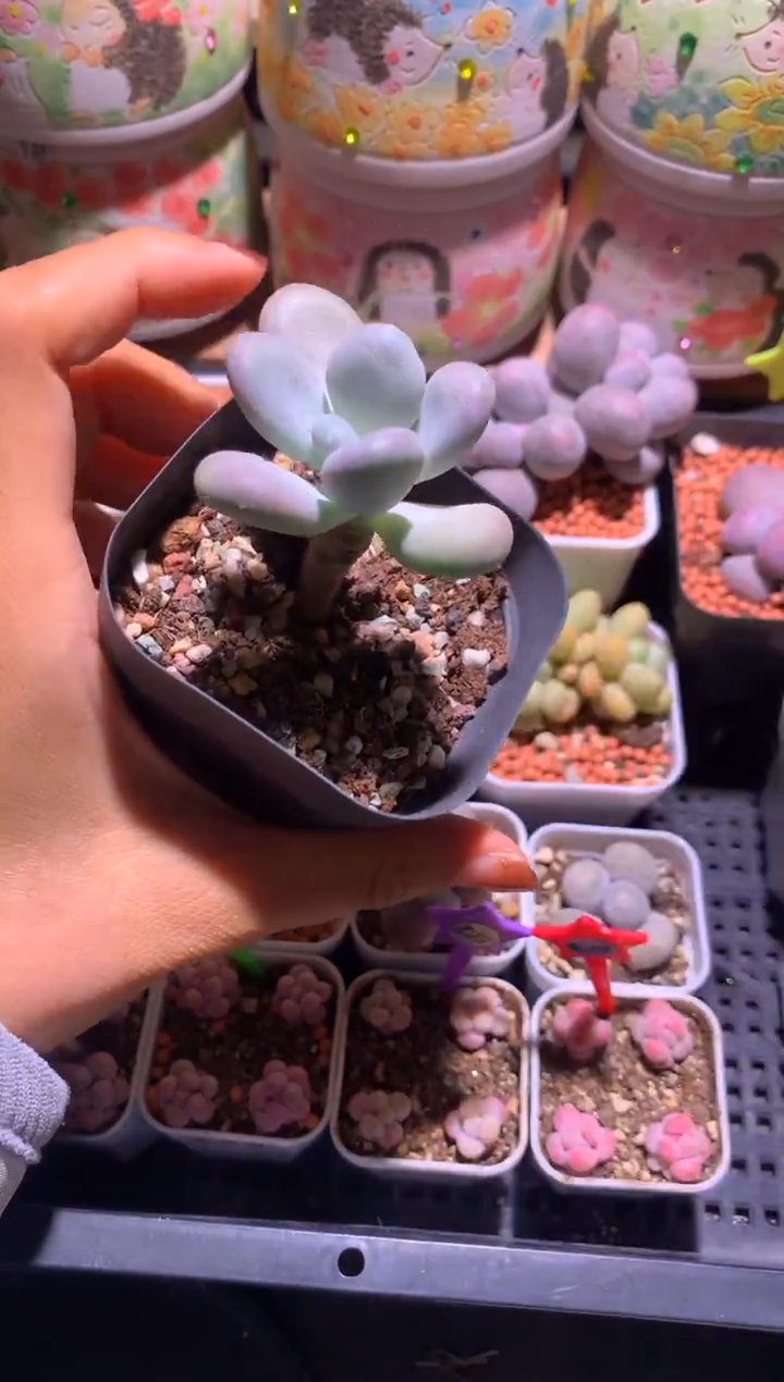 手****✨象牙奶酪多肉