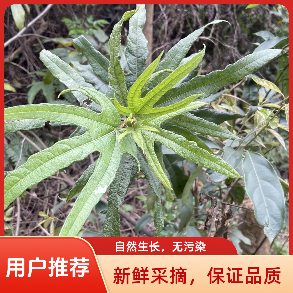 广西深山精选五指毛桃老根品质优良