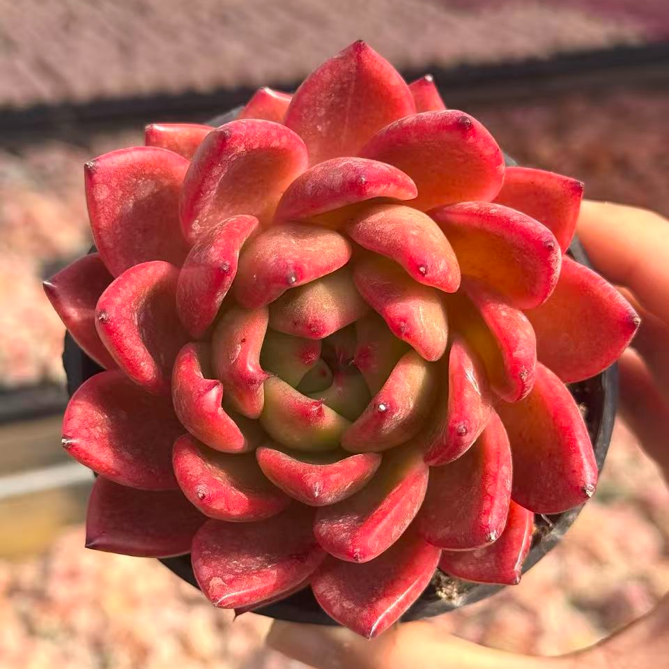 10#小酒窝多肉植物 前男友精品多肉SM0516