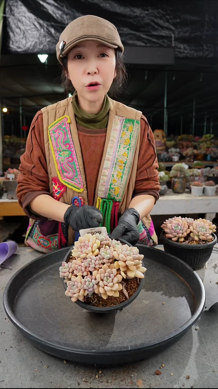 7029号            肉