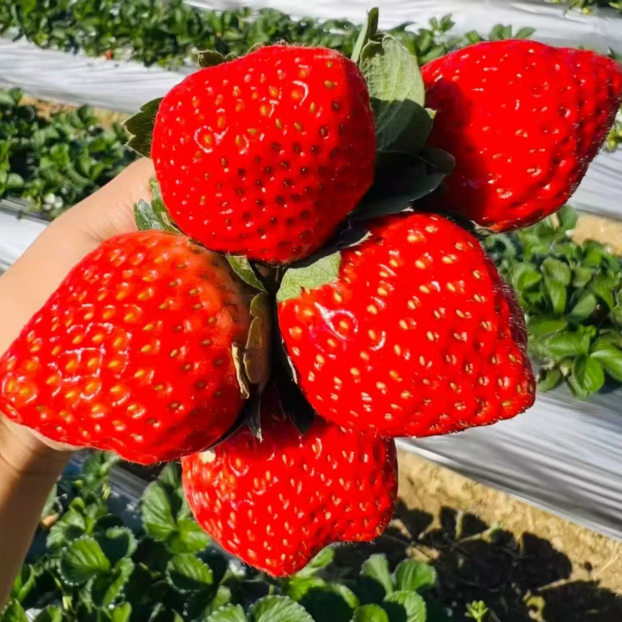 1【草莓皇后】长丰红颜99草莓奶油草莓大扁果多倍体草莓顺丰京东包邮送货上门安徽省
