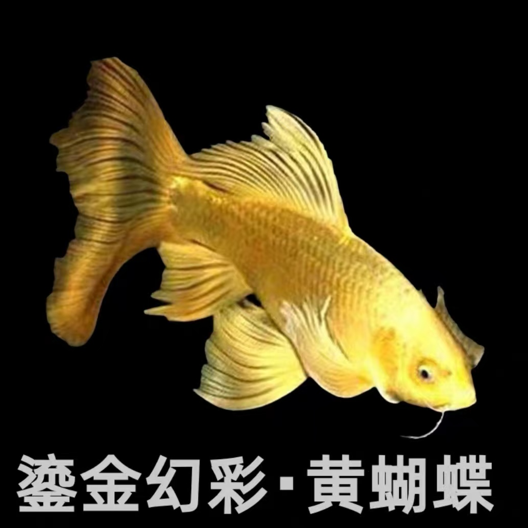 正宗台湾蝴蝶鲤鱼黄金普身好养耐活