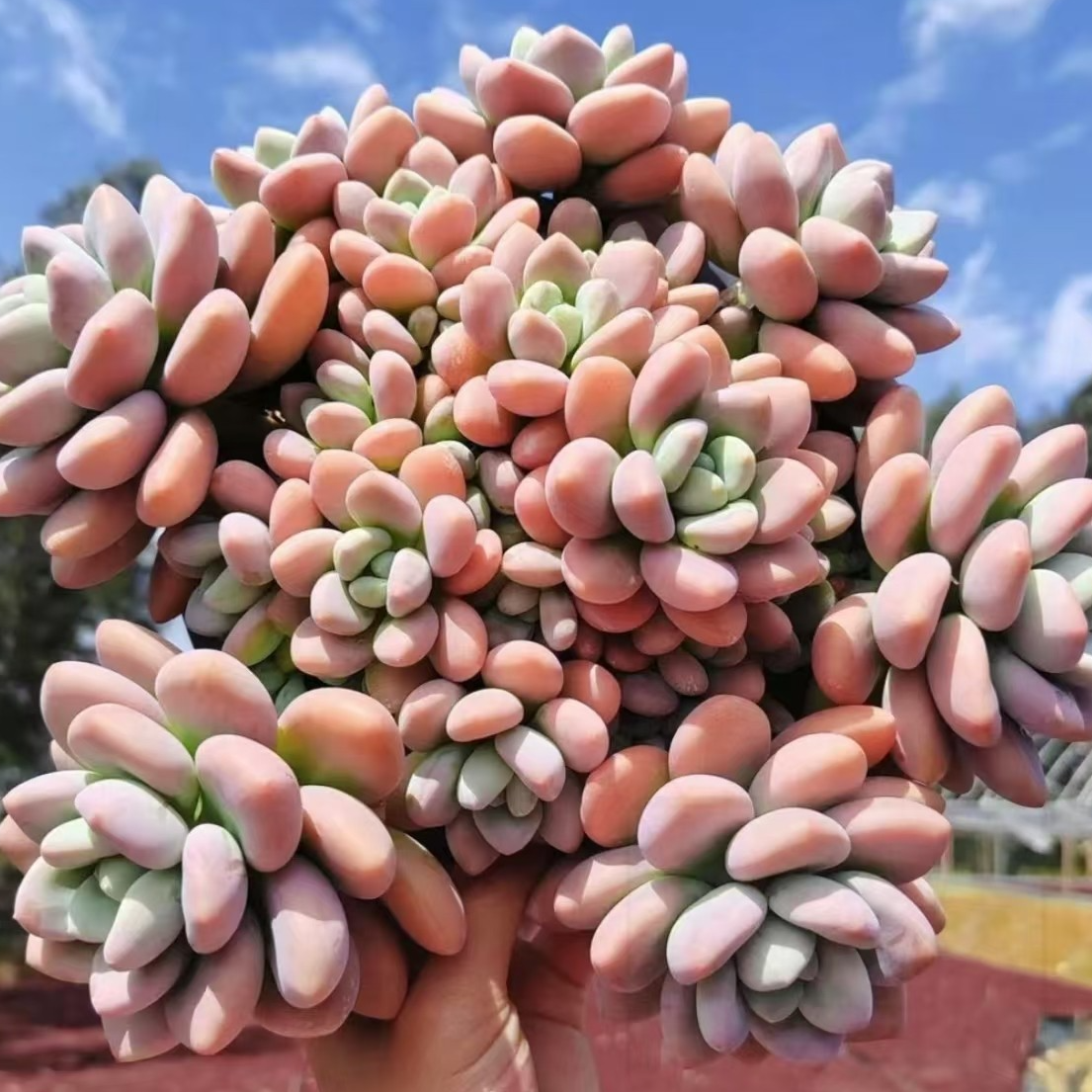 【嘉年华多肉】老桩香水红洛神 多肉植物 满色全状态  精品莲花座 ！