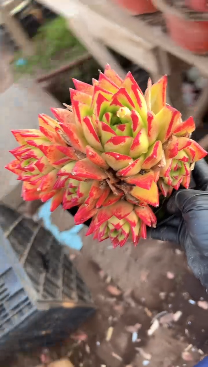 暖*多肉植物一物一拍01426