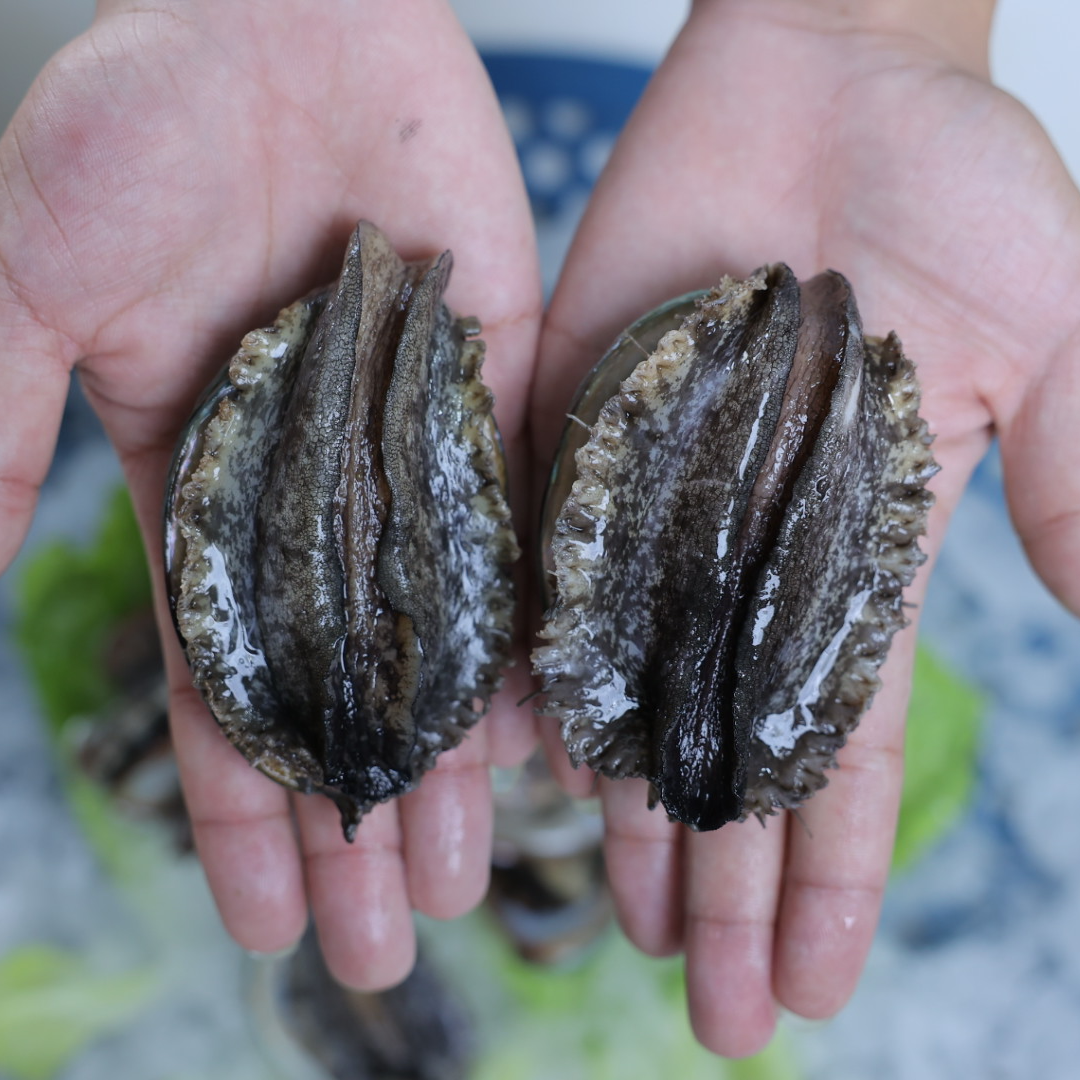深海大鲍鱼7-8cm到手24个当天活捕现捞（冷链包邮）