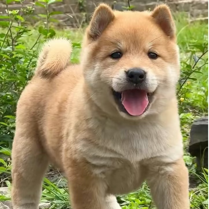 （听禾犬舍）狗狗活体链接3纯种田园犬