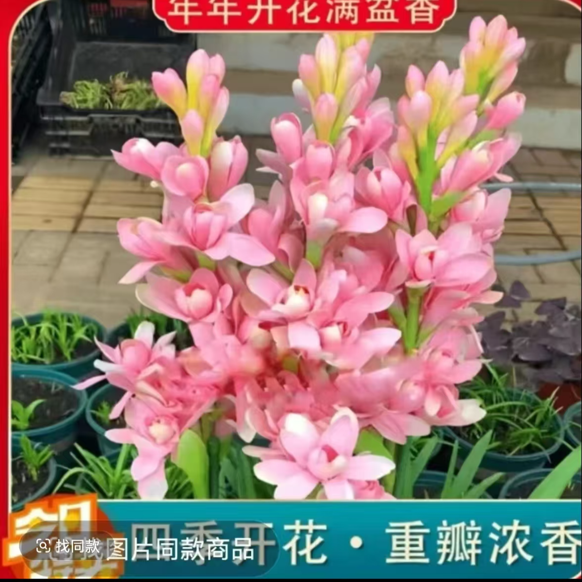 【拍一发三】重瓣晚香玉种球四季种植浓香型多年生盆栽花卉