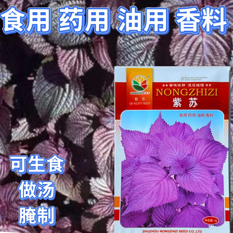 紫苏种子紫苏叶香味浓郁适应性强可食用药用油用香料味道鲜香可口