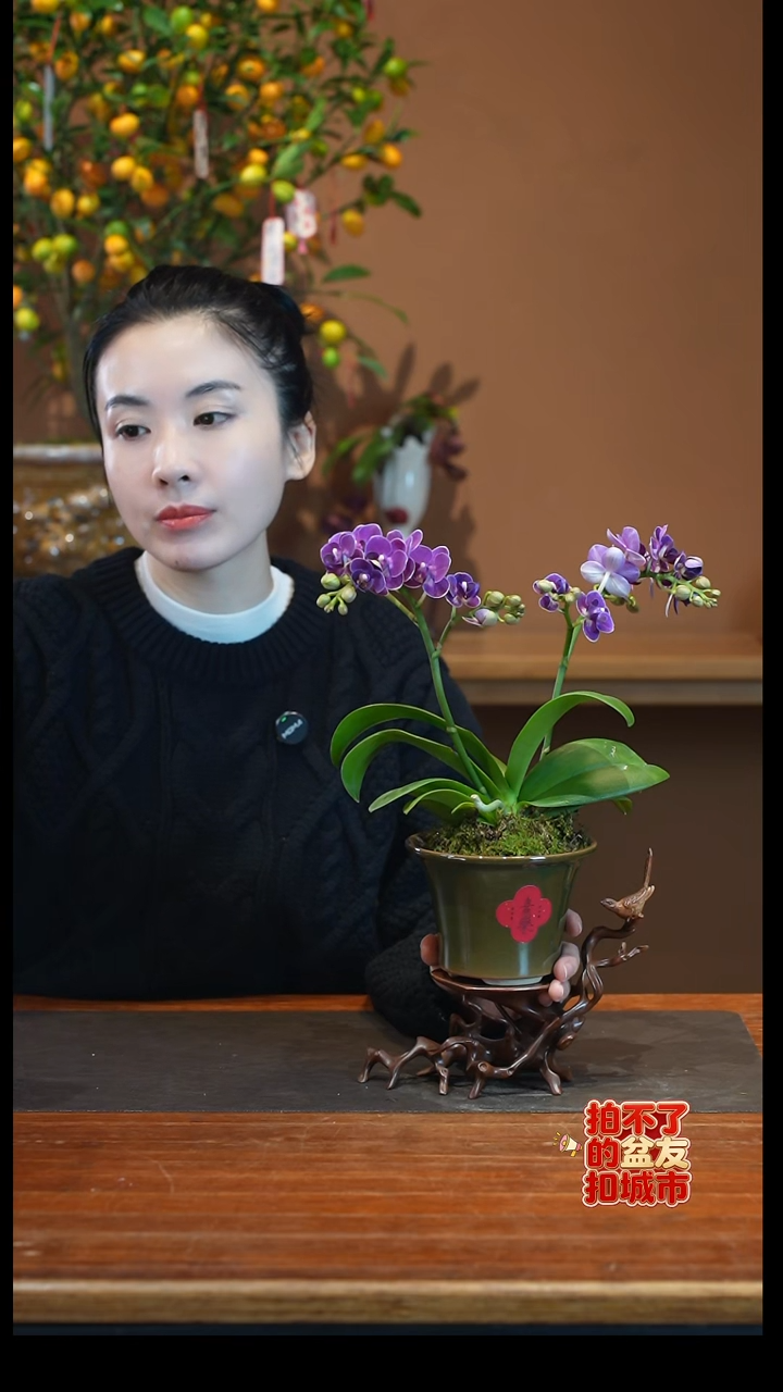 全部花朵紫色花语