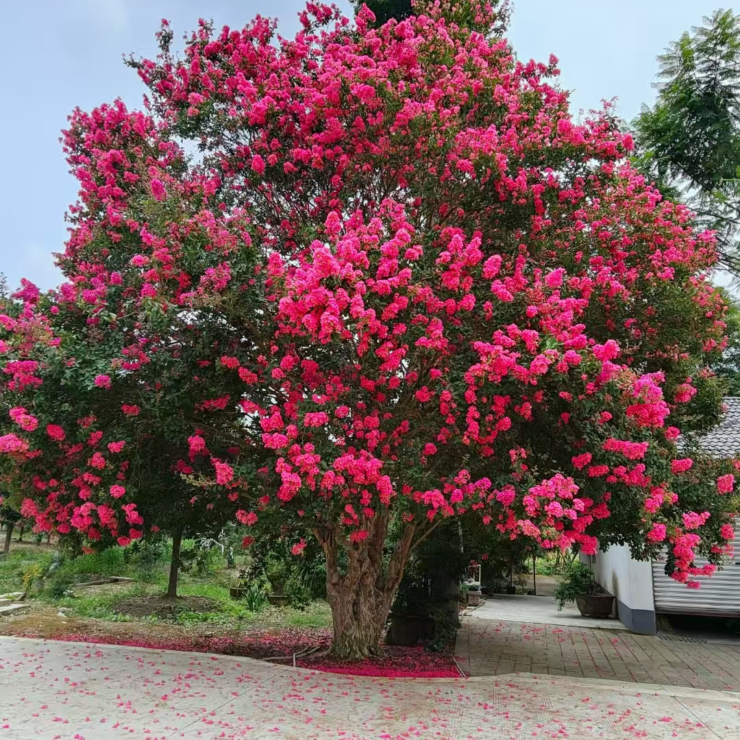 正宗川红老紫薇 庭院种植 门户种植  紫薇树 紫薇花