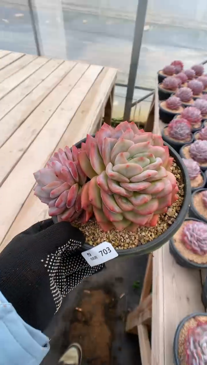 703韩橙一物一拍多肉植物