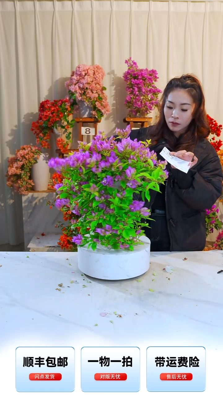 大部分开放少量花苞粉红豹