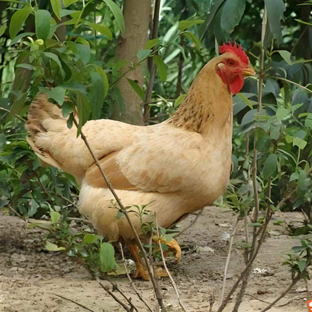 散养老母鸡2-3年以上农村散养纯粮食喂养土鸡【一物一拍】顺丰冷链
