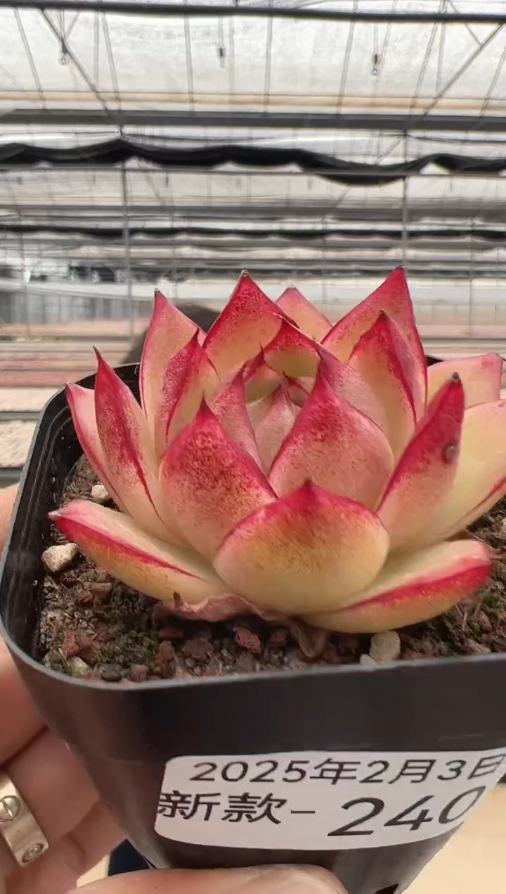 【闪购商品】新款多肉-240