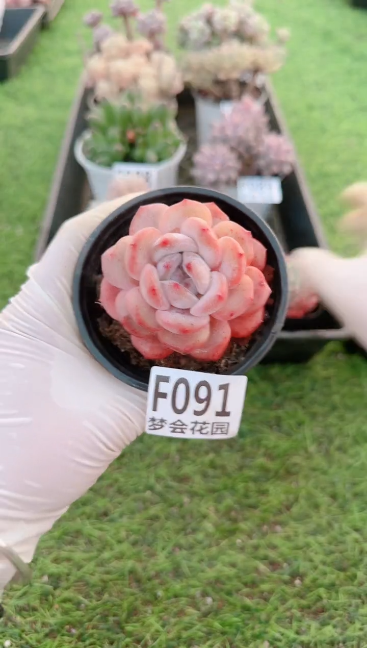 【闪购商品】梦会多肉一物一拍