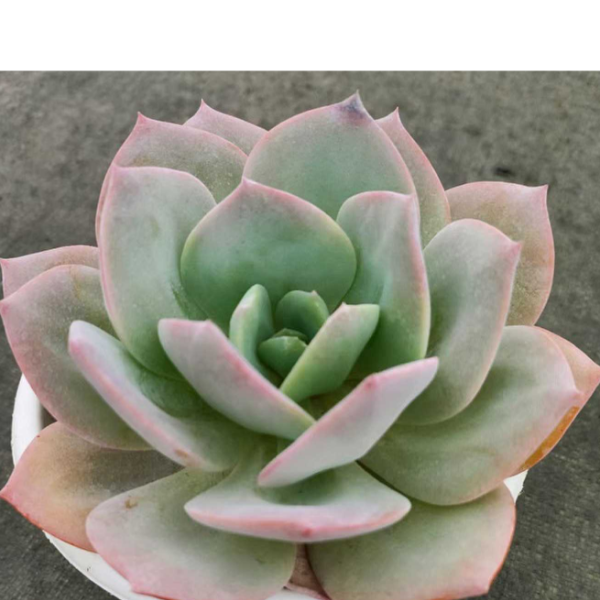 白凤  瑕疵不售后    好看好养 多肉植物 云南昆明发货