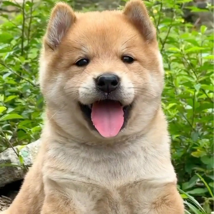 中华田园犬大骨架土松五黑犬黄狗白面 虎斑铁包金四眼