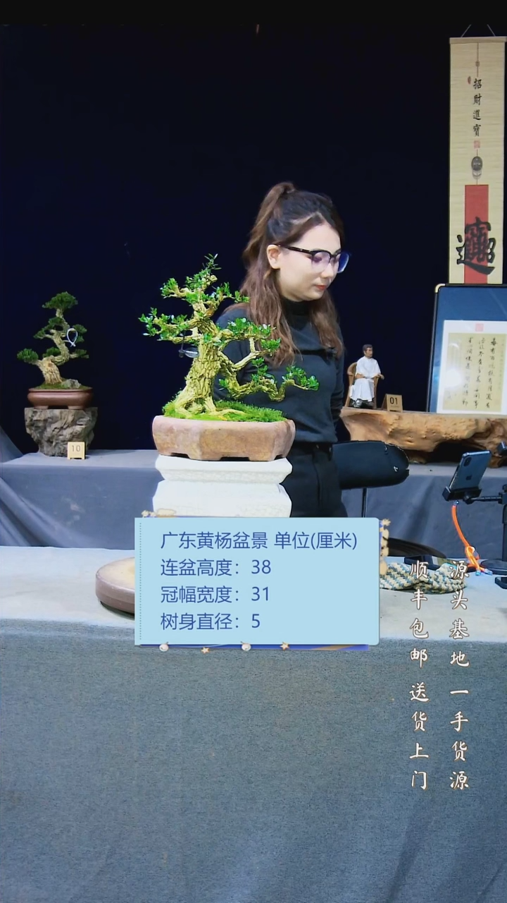 【闪购商品】黄杨盆景黄杨盆景