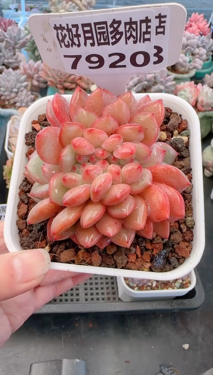 【闪购商品】7920凌雪