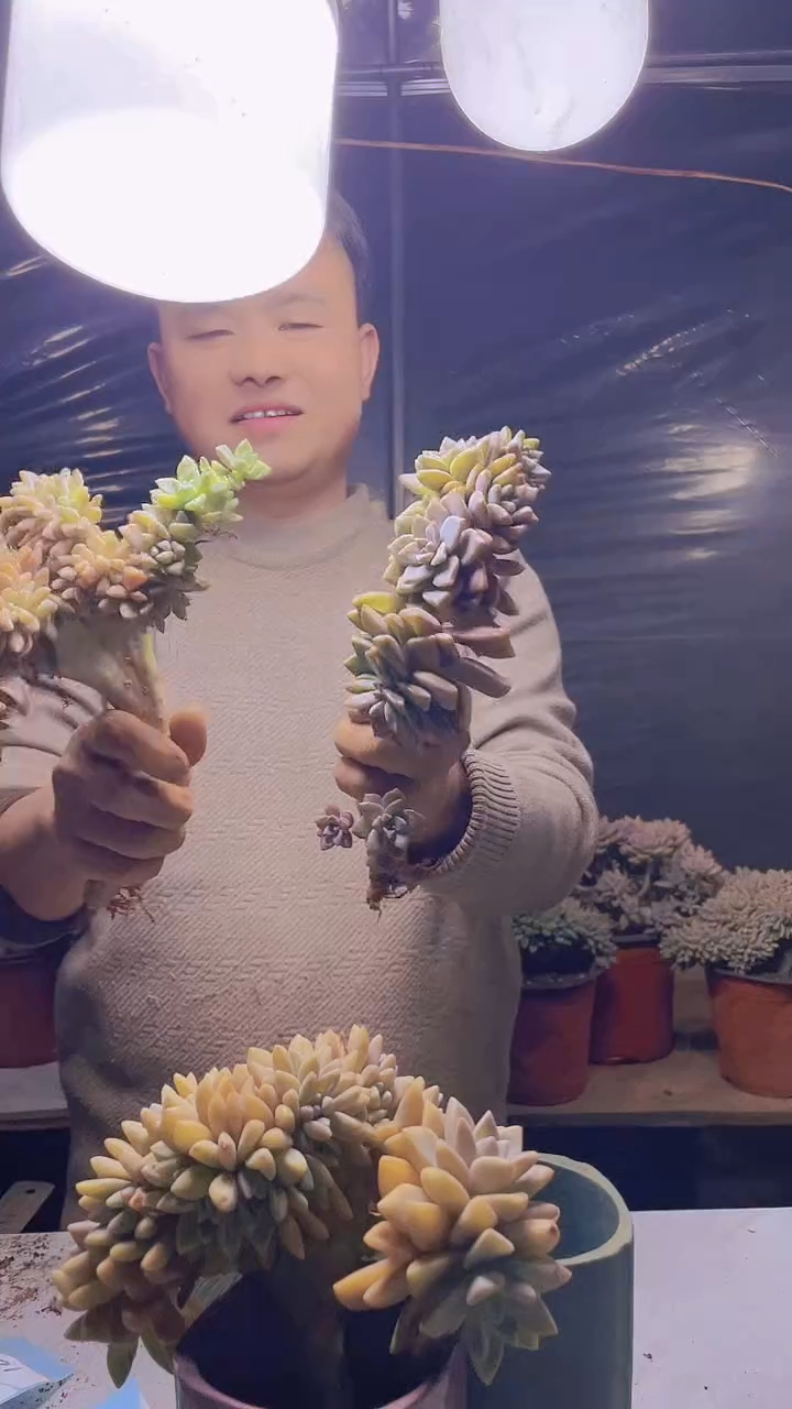 【闪购商品】缀化181