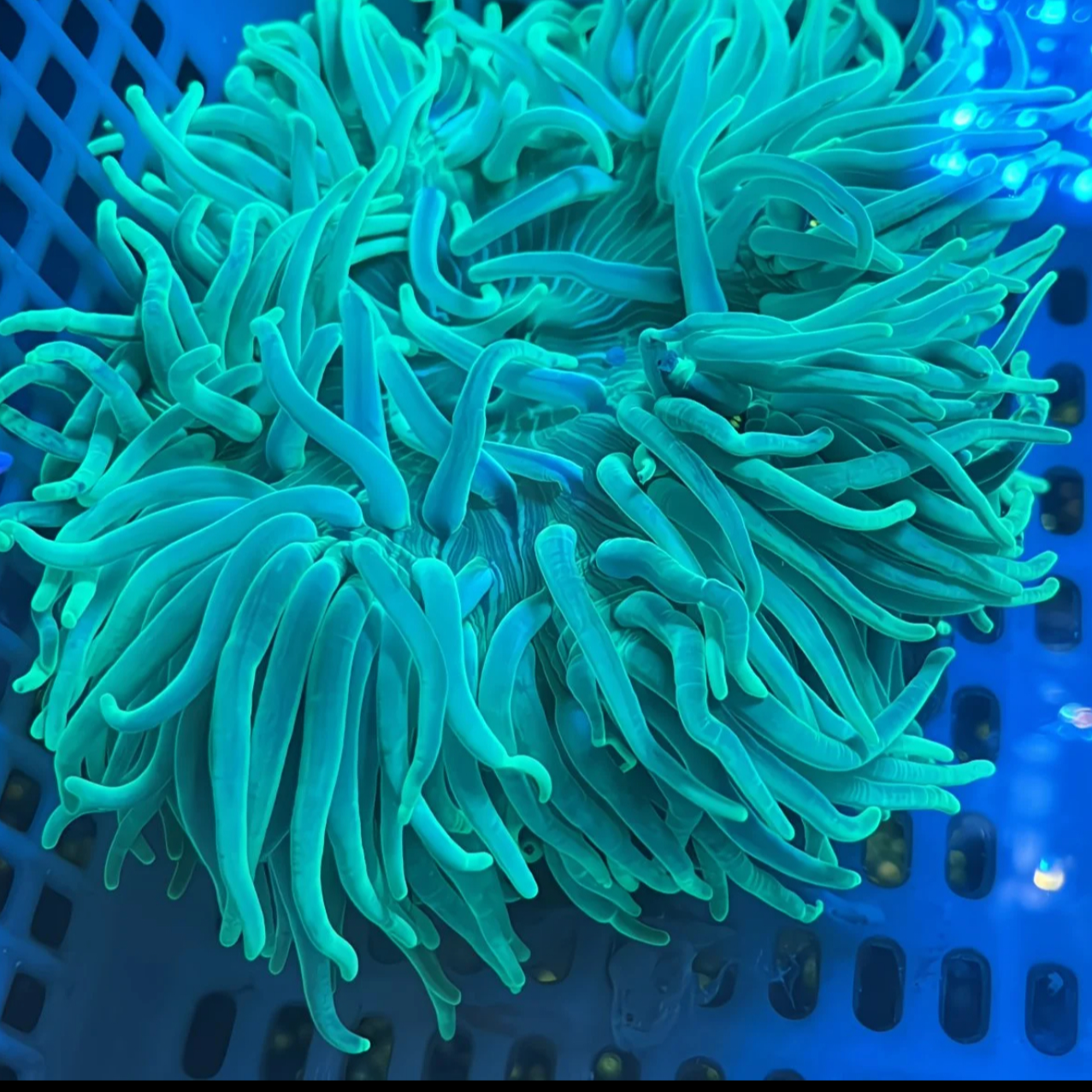 长须红肚沙葵海缸绿石葵共生观赏荧光软体珊瑚小丑鱼造景新手生物