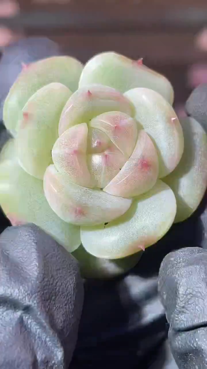 35-35 芝士小牛2-3厘米量拍发一颗