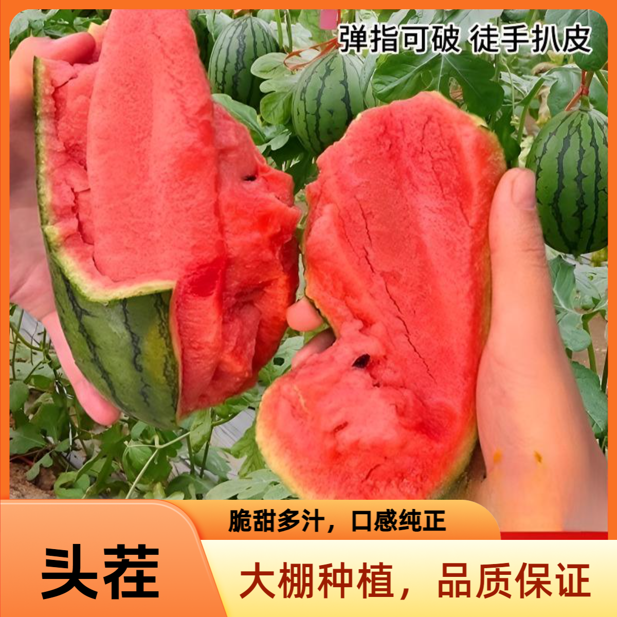 手撕头茬町琦冰糖籽西瓜满糖现摘现发包邮 8424美都麒麟 单果三斤左右1-2个装 皮薄汁多 甘甜可口新鲜山东省