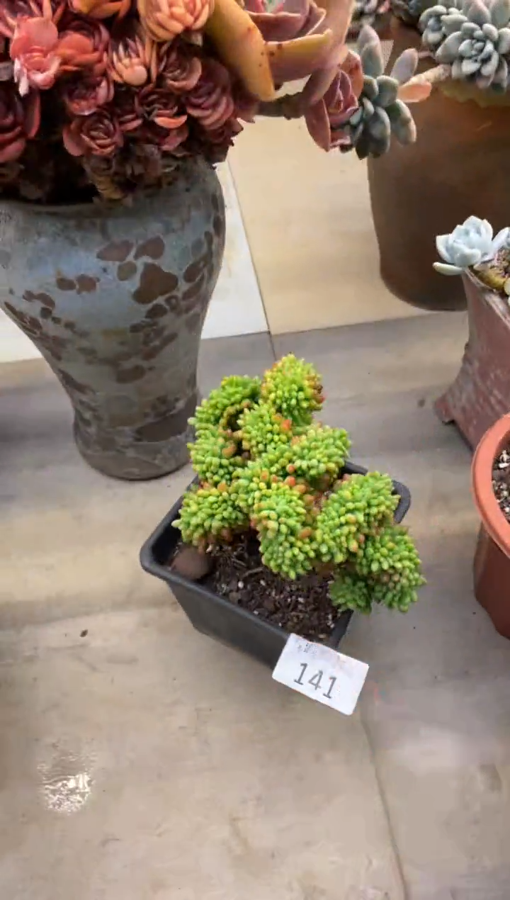 【闪购商品】141春萌缀